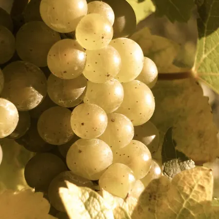 Hotel Hotel-restaurant Peifer Brodenbach