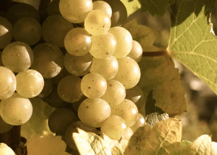 Hotel Hotel-restaurant Peifer Brodenbach